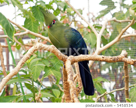 Living stone Ebosidori 5458534