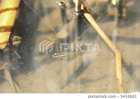 野生青蛙 5458881