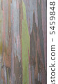 Rainbow Eucalyptus 5459848