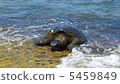 Sea turtle 5459849