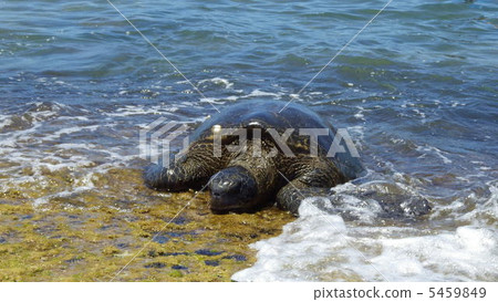 Sea turtle Sea turtle 5459849