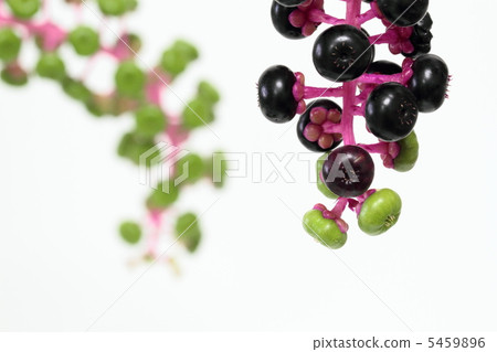 Fruit and flowers of Western-style mountain beefsteak Fruit and flowers of Western-style mountain beefsteak 5459896