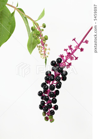 Fruit and flowers of Western-style mountain beefsteak Fruit and flowers of Western-style mountain beefsteak 5459897