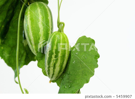 野生黃瓜 5459907