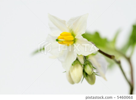 茄子花 茄子花 5460068