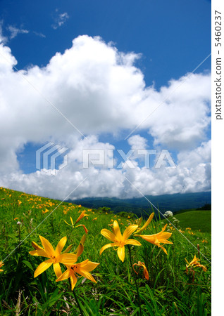 Nikko Kissei綻放了Kirigamine高地 5460237