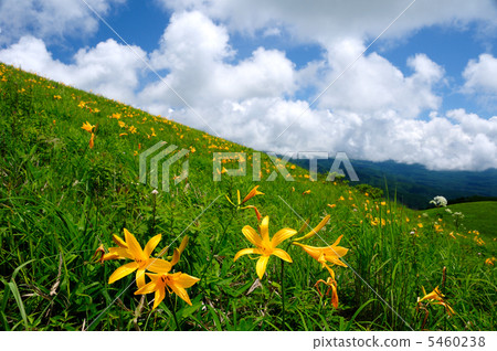 Nikko Kissei綻放了Kirigamine高地 5460238