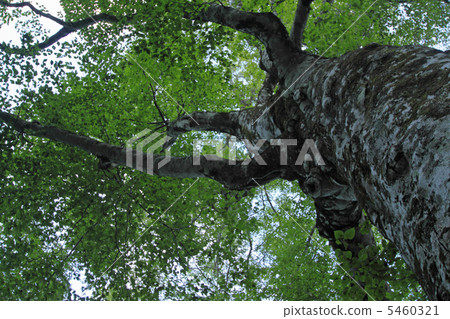 白神山的母親樹 5460321