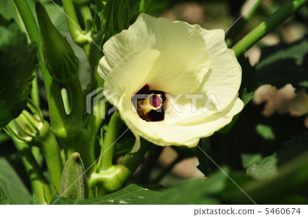 秋葵的花 5460674