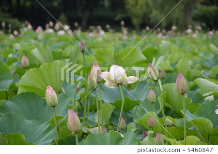荷花池 5460847
