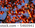 Persimmon and sky 5460941