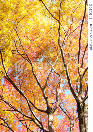 Full of yellow leaves 5461368