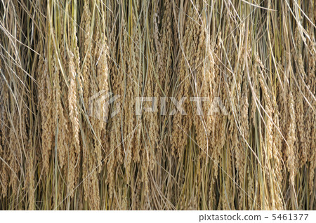 米飯乾燥 5461377