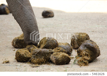大象狗屎 5461626