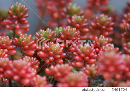 Sedum Rainbow Tama秋天的春天是紅葉。 Sedum Rainbow Tama秋天的春天是紅葉。 5461704