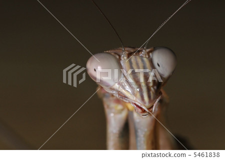 武藏的臉〜狼camakiri~ 武藏的臉〜狼camakiri~ 5461838