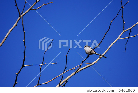 我的名字是Enoka。它也位於市中心的公園內。 5461860