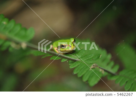Tree frog 5462267