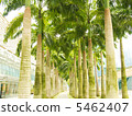 Palm tree tree row of trees 5462407