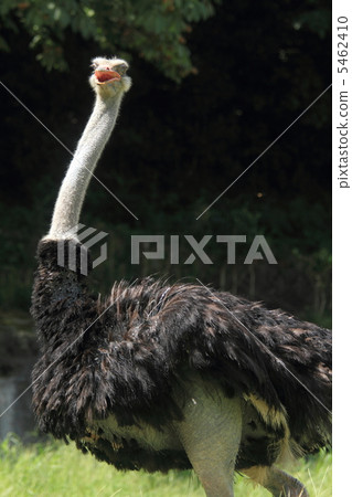 Ostrich male 5462410