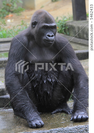 瀕臨滅絕的物種主教 5462433