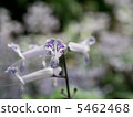 Plectranthousus Mona · Lavender 5462468