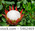 Protea 5462469