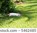 Drowsy cat 5462485