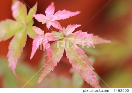 秋天的樹葉 5462600