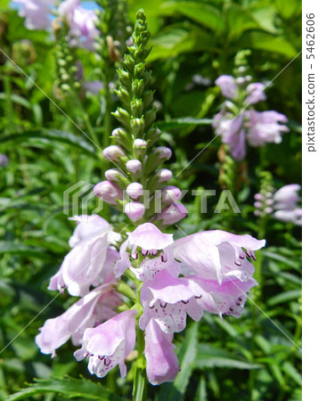 圖庫照片: hanatraneo(花虎尾巴)