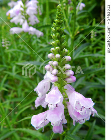 Hanatraneo (flower tiger's tail) Hanatraneo (flower tiger's tail) 5462612