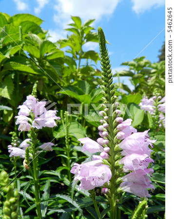 Hanatraneo (flower tiger's tail) 5462645