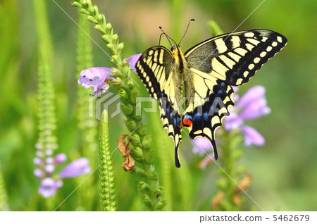 Hanatraneo and swallowtail butterfly Hanatraneo and swallowtail butterfly 5462679