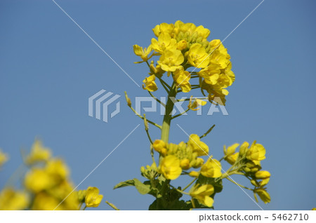 強姦開花 強姦開花 5462710
