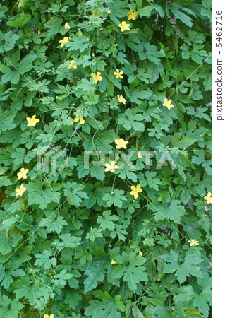 戈雅綠色窗簾 5462716