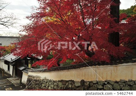 京都Hodosariji寺廟的秋天 5462744
