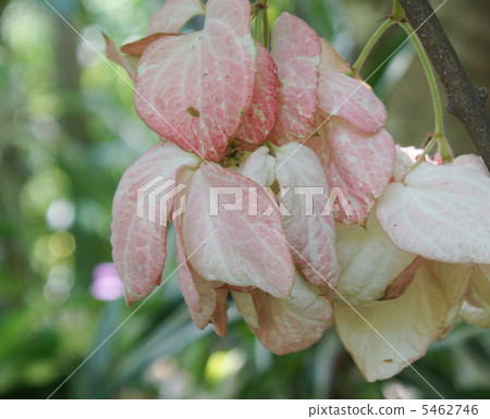 Mutsuenda·花瓣花瓣 5462746