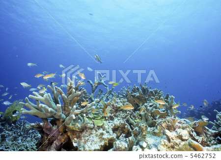 Coral and tropical fish 5462752