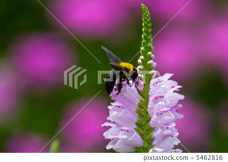 Hanatraneo and bumblebee Hanatraneo and bumblebee 5462816