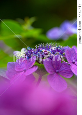 Gaku hydrangea Gaku hydrangea 5462817