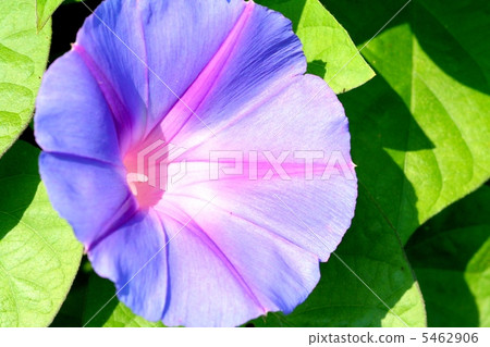 Western morning glory · Cave Town Blue Western morning glory · Cave Town Blue 5462906
