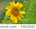 sunflower	 5463042