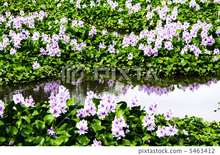 The water hyacinth of this Yakushiji ruins The water hyacinth of this Yakushiji ruins 5463412