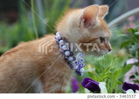 A kitten A kitten 5463537