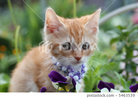 A kitten A kitten 5463539