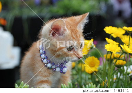 A kitten A kitten 5463541