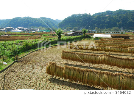 收穫季節 收穫季節 5464082