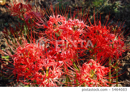 在日落的群amarinas 在日落的群amarinas 5464083