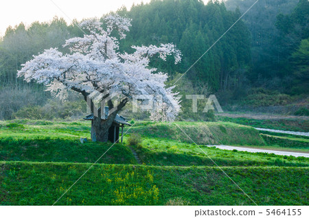 Early morning original scenery (Ozawa no Sakura) Early morning original scenery (Ozawa no Sakura) 5464155