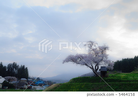 Early morning original scenery (Ozawa no Sakura) 5464158